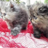 Persian Cat Breeders In Changanassery Kerala India